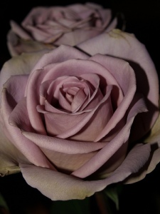Amnesia wedding rose