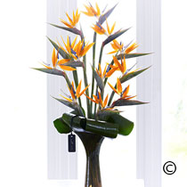Luxury Bird of Paradise Arrangement in Glass Vase