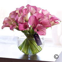 Luxury Pink Calla Lilies in Vase