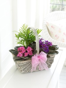 Basket with plants for mother's day