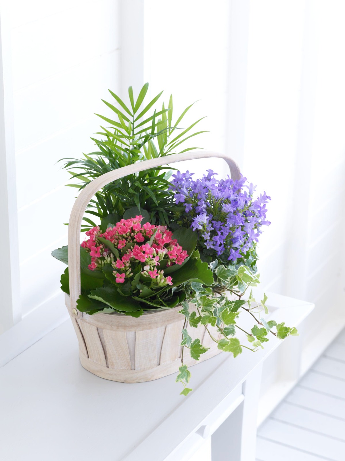 Summer gift of plants