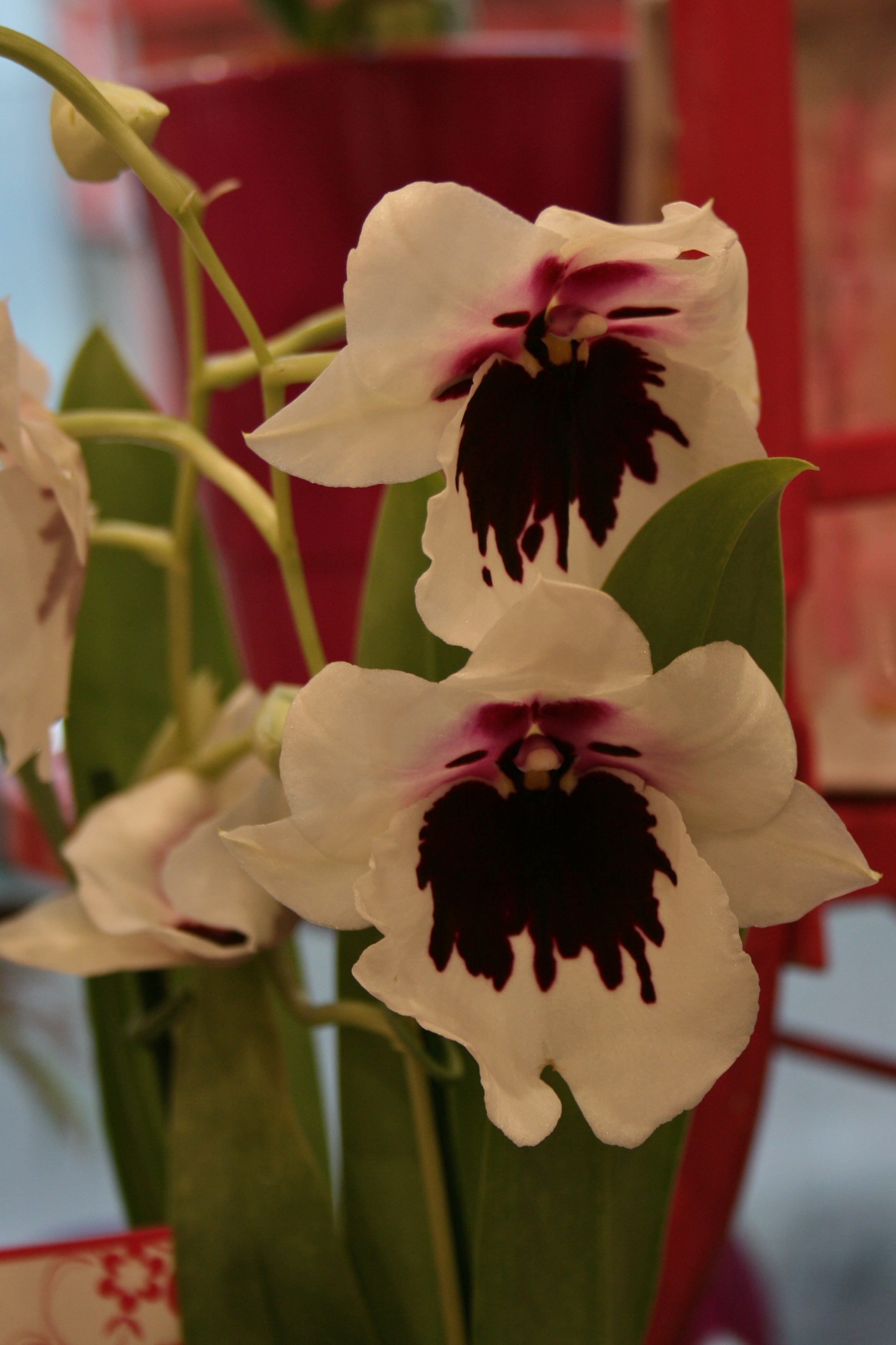 Orchids Lamberdebie S Blog