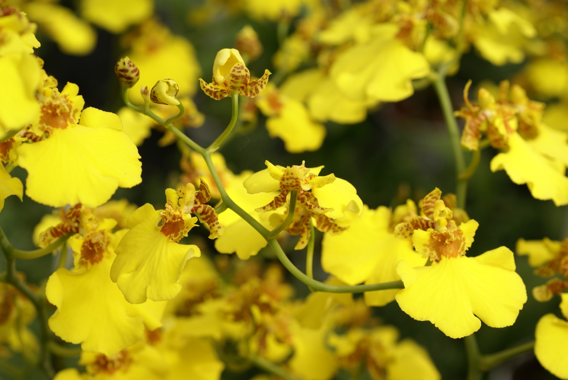 Types Of Yellow Orchids