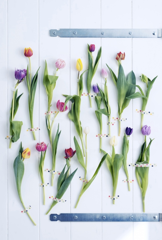 Beautifull spring blooms - Tulips