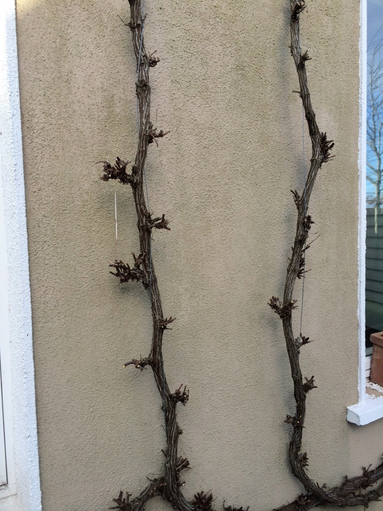 Pruning all side branches from your vines right back to close to the main stem.